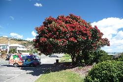 Image: Murray Dawson © Landcare Research / Murray Dawson 